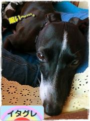 にほんブログ村 犬ブログ イタリアングレーハウンドへ