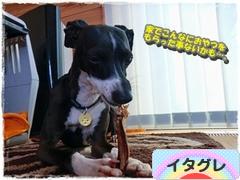 にほんブログ村 犬ブログ イタリアングレーハウンドへ