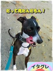 にほんブログ村 犬ブログ イタリアングレーハウンドへ