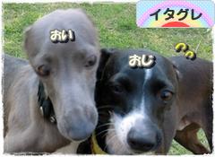 にほんブログ村 犬ブログ イタリアングレーハウンドへ