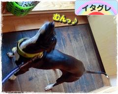 にほんブログ村 犬ブログ イタリアングレーハウンドへ