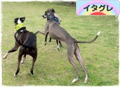 にほんブログ村 犬ブログ イタリアングレーハウンドへ