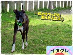 にほんブログ村 犬ブログ イタリアングレーハウンドへ