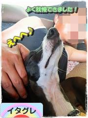 にほんブログ村 犬ブログ イタリアングレーハウンドへ