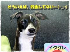 にほんブログ村 犬ブログ イタリアングレーハウンドへ