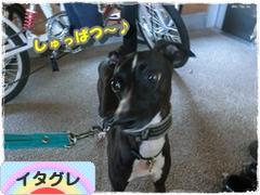 にほんブログ村 犬ブログ イタリアングレーハウンドへ