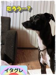 にほんブログ村 犬ブログ イタリアングレーハウンドへ