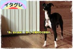 にほんブログ村 犬ブログ イタリアングレーハウンドへ