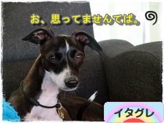 にほんブログ村 犬ブログ イタリアングレーハウンドへ