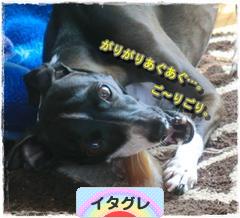 にほんブログ村 犬ブログ イタリアングレーハウンドへ