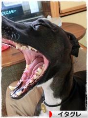 にほんブログ村 犬ブログ イタリアングレーハウンドへ