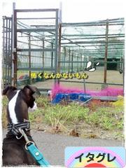 にほんブログ村 犬ブログ イタリアングレーハウンドへ