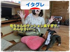 にほんブログ村 犬ブログ イタリアングレーハウンドへ