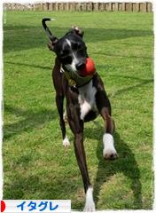 にほんブログ村 犬ブログ イタリアングレーハウンドへ