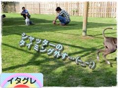 にほんブログ村 犬ブログ イタリアングレーハウンドへ