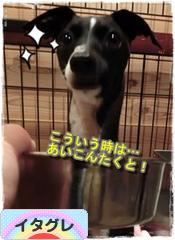 にほんブログ村 犬ブログ イタリアングレーハウンドへ