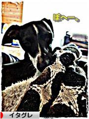 にほんブログ村 犬ブログ イタリアングレーハウンドへ