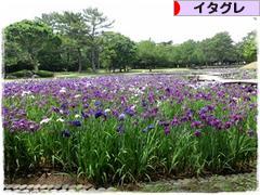 にほんブログ村 犬ブログ イタリアングレーハウンドへ