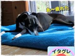 にほんブログ村 犬ブログ イタリアングレーハウンドへ