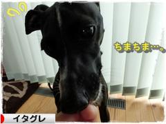 にほんブログ村 犬ブログ イタリアングレーハウンドへ