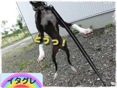 にほんブログ村 犬ブログ イタリアングレーハウンドへ