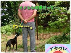 にほんブログ村 犬ブログ イタリアングレーハウンドへ