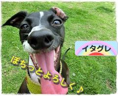 にほんブログ村 犬ブログ イタリアングレーハウンドへ