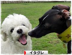 にほんブログ村 犬ブログ イタリアングレーハウンドへ