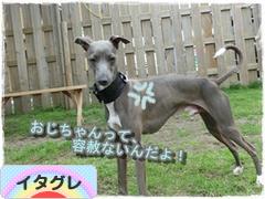 にほんブログ村 犬ブログ イタリアングレーハウンドへ
