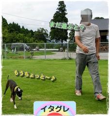 にほんブログ村 犬ブログ イタリアングレーハウンドへ