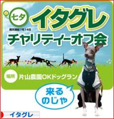 にほんブログ村 犬ブログ イタリアングレーハウンドへ