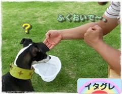 にほんブログ村 犬ブログ イタリアングレーハウンドへ