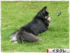 にほんブログ村 犬ブログ イタリアングレーハウンドへ