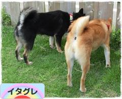 にほんブログ村 犬ブログ イタリアングレーハウンドへ