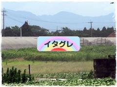 にほんブログ村 犬ブログ イタリアングレーハウンドへ