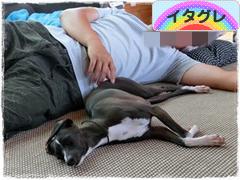 にほんブログ村 犬ブログ イタリアングレーハウンドへ