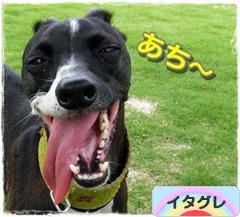 にほんブログ村 犬ブログ イタリアングレーハウンドへ