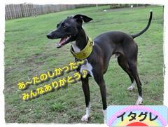 にほんブログ村 犬ブログ イタリアングレーハウンドへ