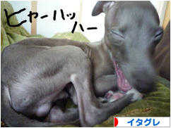 にほんブログ村 犬ブログ イタリアングレーハウンドへ