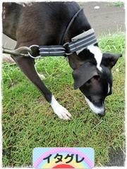 にほんブログ村 犬ブログ イタリアングレーハウンドへ