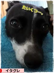 にほんブログ村 犬ブログ イタリアングレーハウンドへ