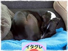 にほんブログ村 犬ブログ イタリアングレーハウンドへ