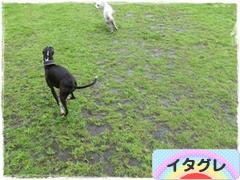 にほんブログ村 犬ブログ イタリアングレーハウンドへ