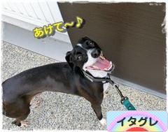 にほんブログ村 犬ブログ イタリアングレーハウンドへ