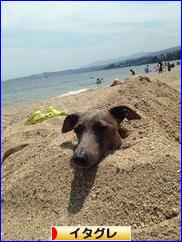 にほんブログ村 犬ブログ イタリアングレーハウンドへ