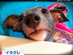 にほんブログ村 犬ブログ イタリアングレーハウンドへ