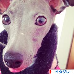 にほんブログ村 犬ブログ イタリアングレーハウンドへ