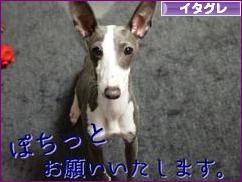 にほんブログ村 犬ブログ イタリアングレーハウンドへ