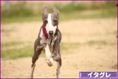 にほんブログ村 犬ブログ イタリアングレーハウンドへ