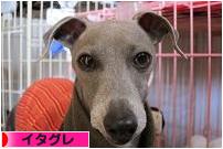 にほんブログ村 犬ブログ イタリアングレーハウンドへ